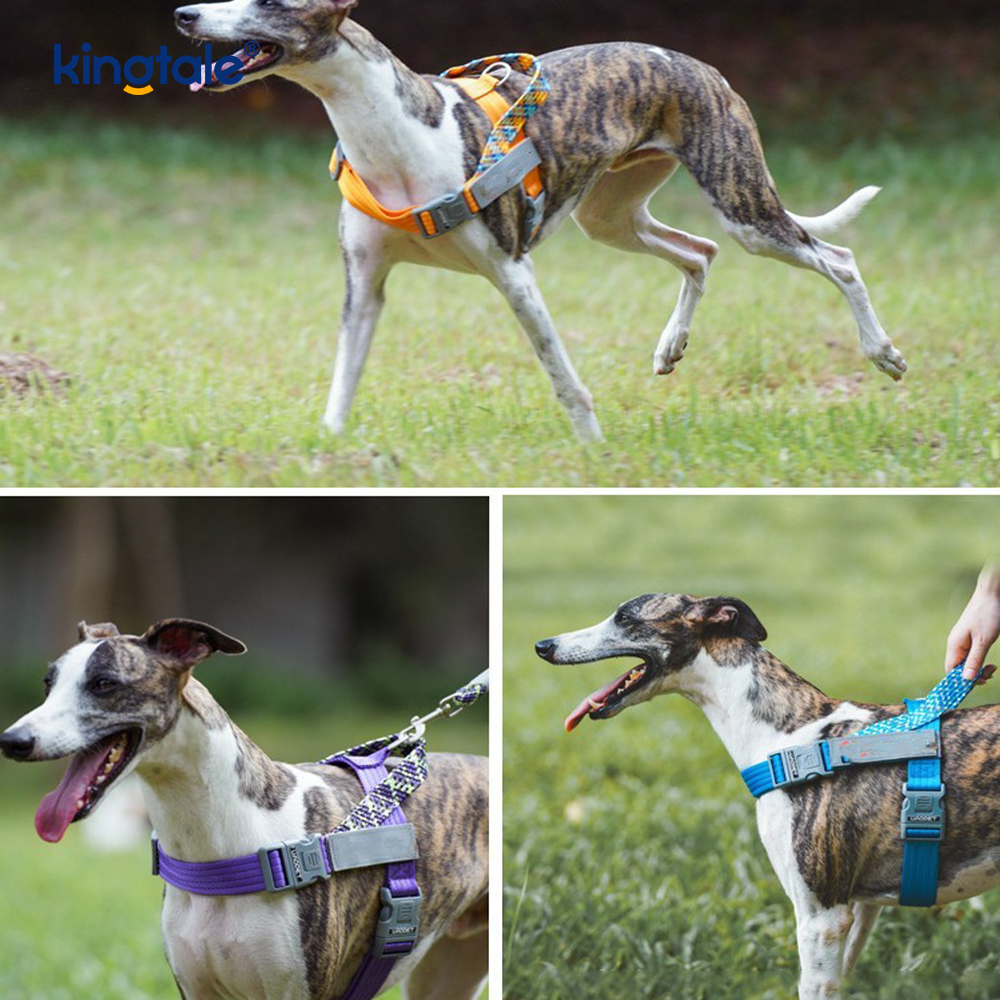 Udviklet Braid Nylon Webbing Highlight Reflekterende Hundesele